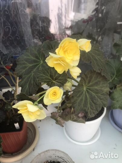 Бегония элатиор