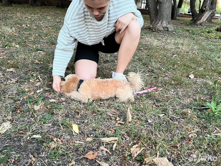 Дрессировка собак (кинолог) в Самаре