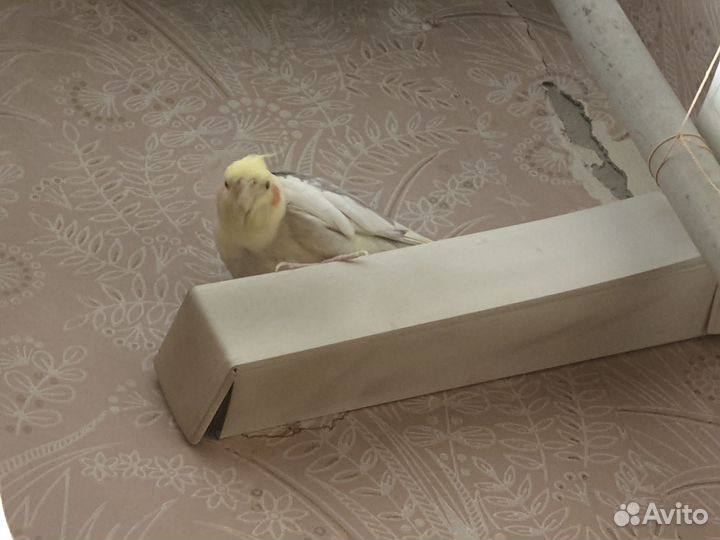 Корелла с клеткой