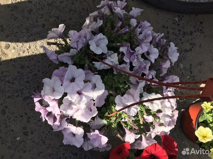 Кашпо с вегетативной ампельной петунией