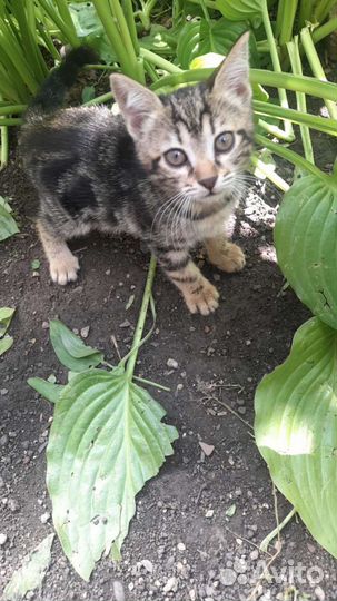 Котята в добрые руки бесплатно