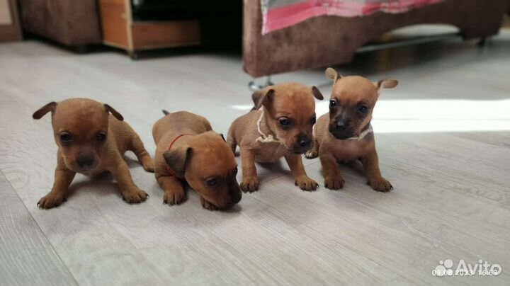 Собака той-терьер