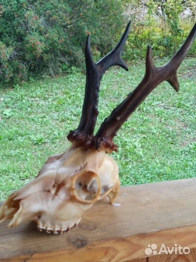 Череп косули