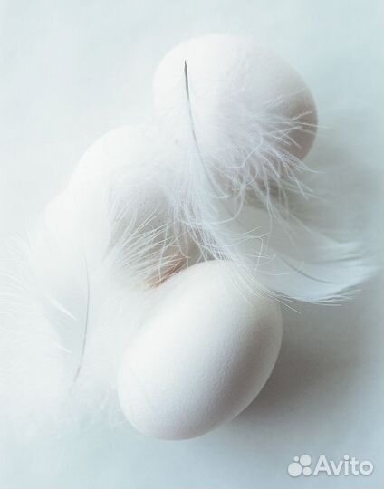 Яйцо леггорн