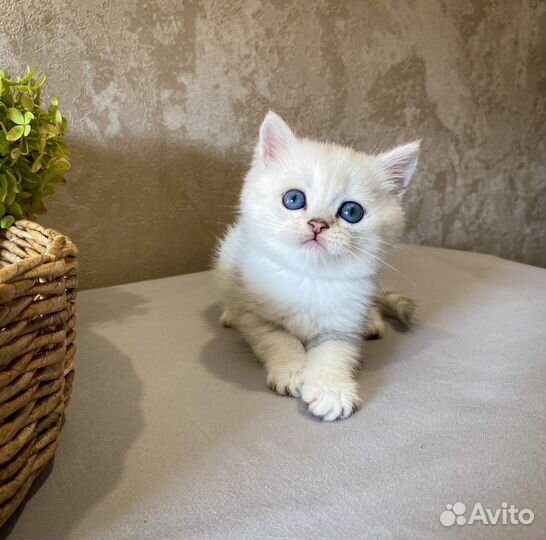 Серебристый мальчик