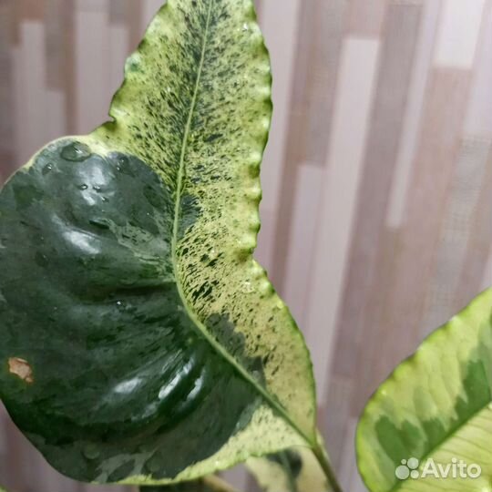 Кротон Тамара