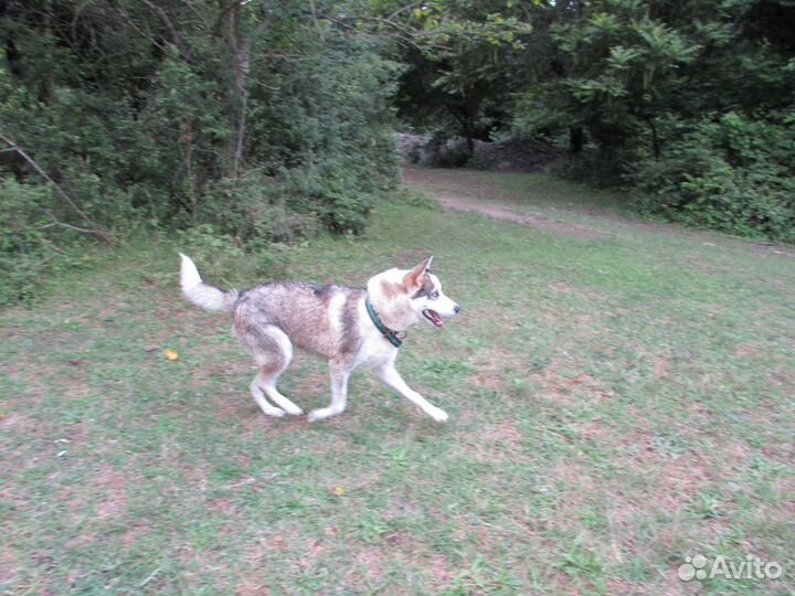 Отдам Хаски