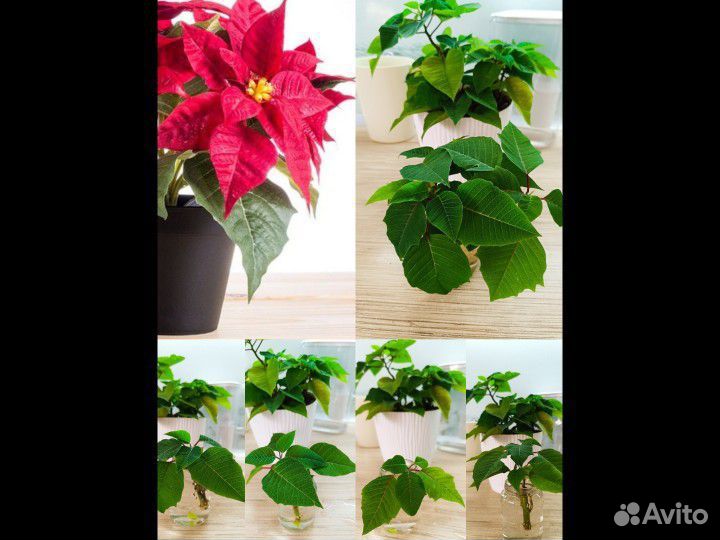 Цветы Пуансеттия рождественская звезда