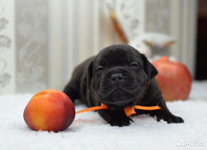 Щенки стаффордширского бультерьера Стаффи Фэмили