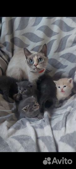 Тайские котята бесплатно