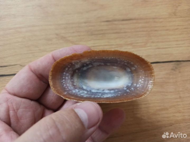 Морская раковина