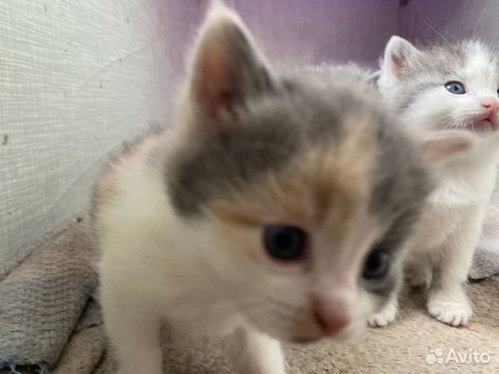 Котята от кошки крысоловки в хорошие руки