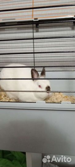 Отдам бесплатно декоративного кролика