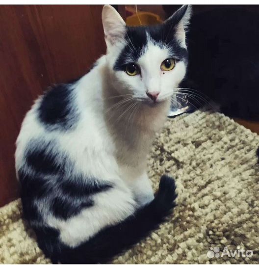 Котик Бублик