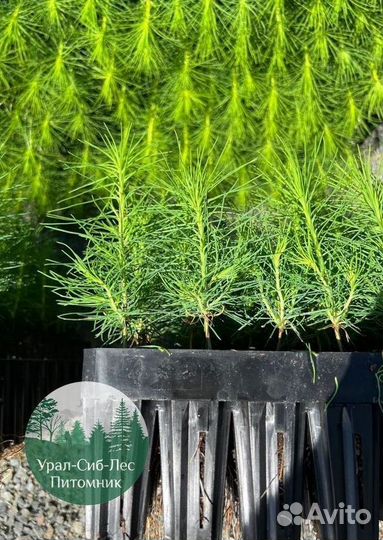 Зкс Сосна сеянцы Ели Лиственницы окс Голуб Горная