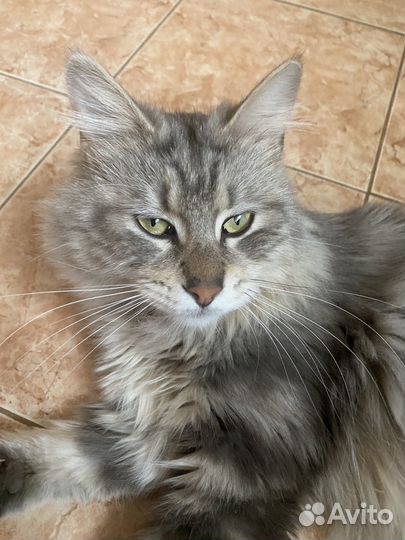 Курильский бобтейл вязка