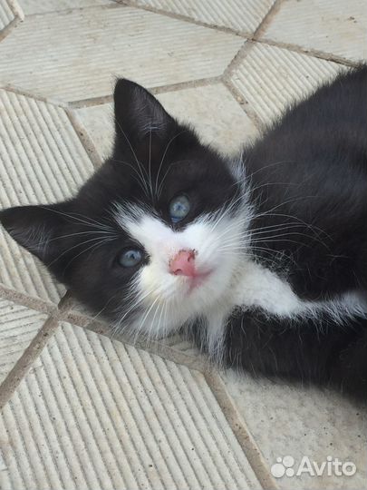 Отдам кота в добрые руки