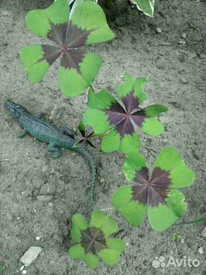 Оксалис Iron Cross