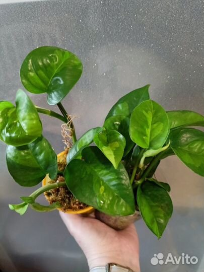 Эпипремнум глобал грин