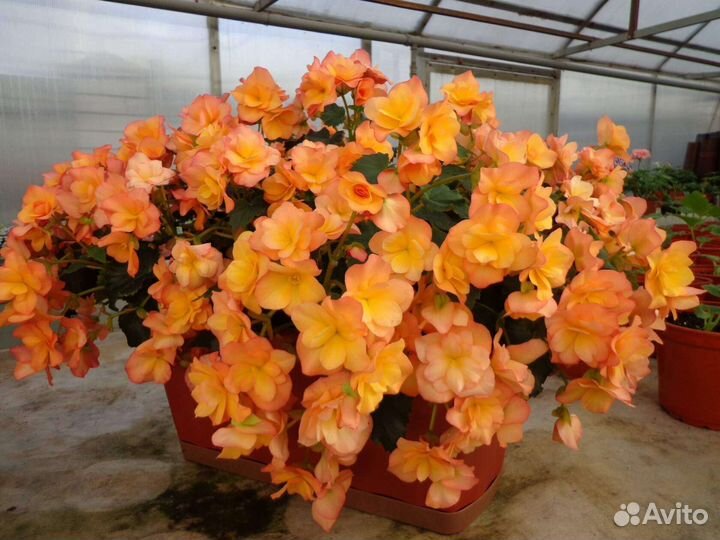 Бегония сортовая, махровая