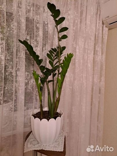 Замиокулькас