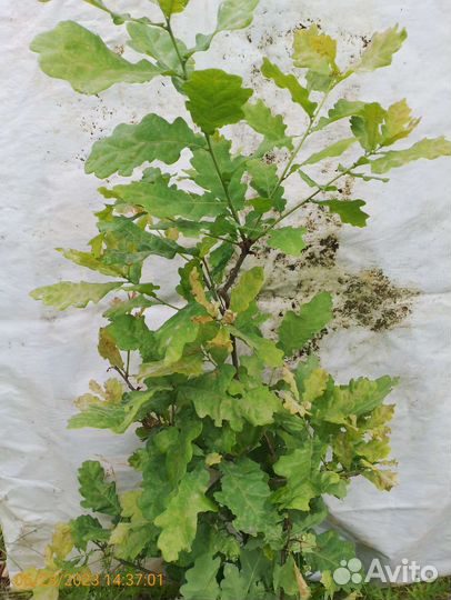 Саженцы дуб черешчатый 1-1,5м