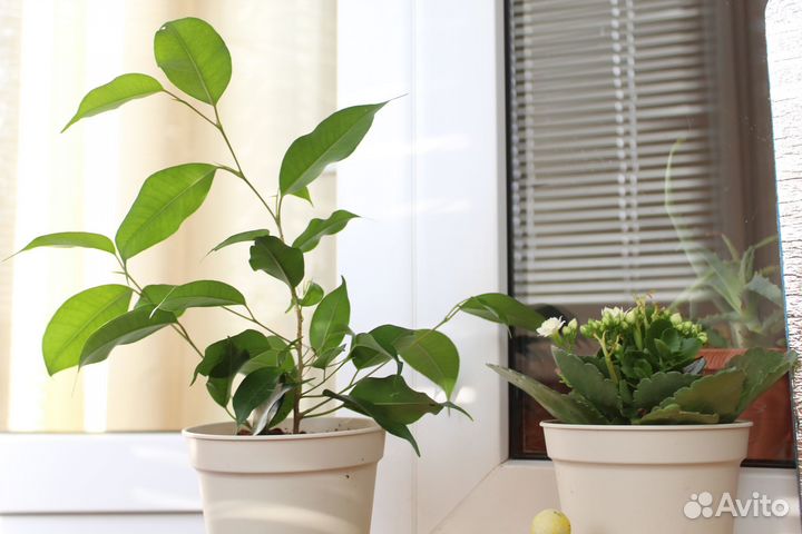 Фикус бенджамина Кинки