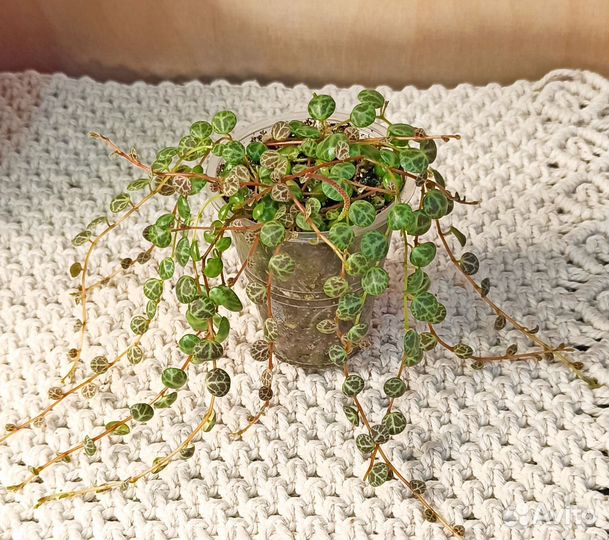 Мирт, Пеперомия Прострата