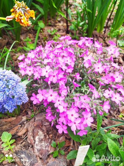 Флокс Блю Мун, Вудлайнер