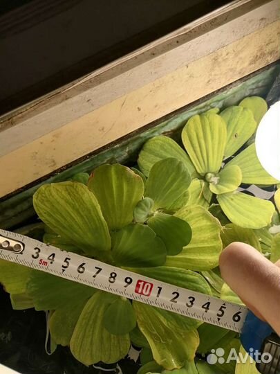 Пистия (аквариумное растение)