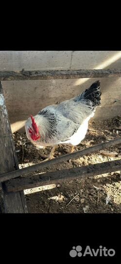 Молодые петухи