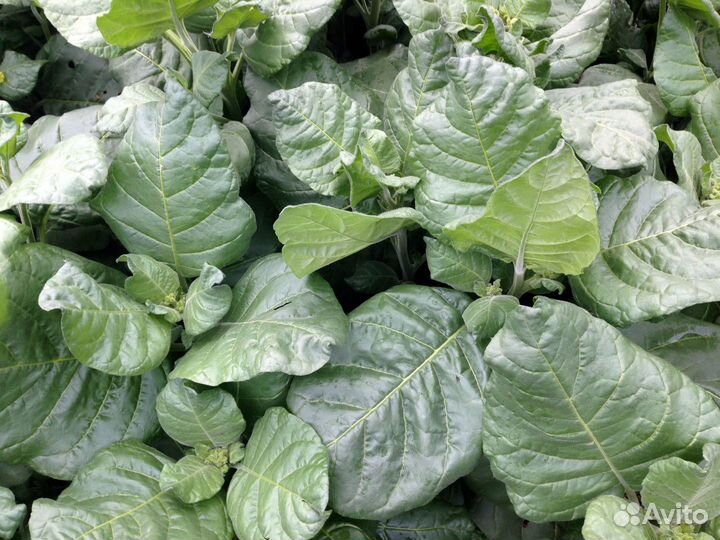 Семена махорки Мапачо (Mapacho) 150 сем