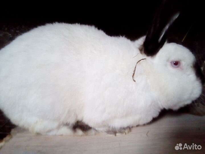 Калифорнийские кролики