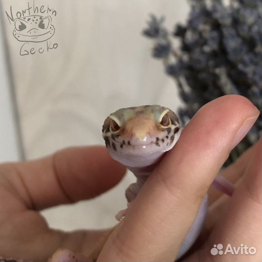 Малыш леопардового эублефара