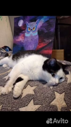 В добрые руки