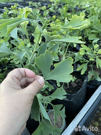 Растения для сада