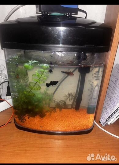 Аквариум