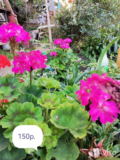 Герань пеларгония