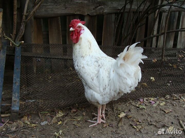 Куры, петухи и цыплята разных пород