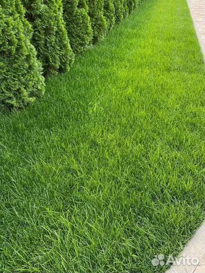Рулонный газон напрямую от производителя