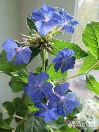 Комнатная экзотика-редкие растения