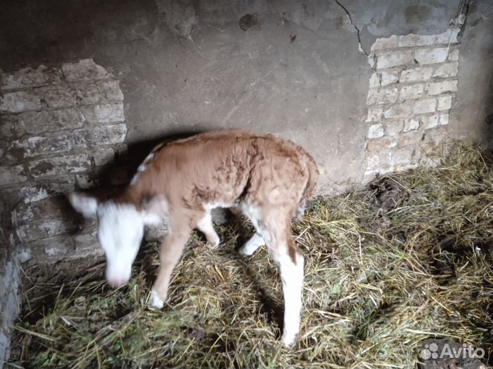 Тёлка с теленком