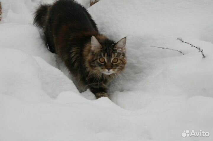 Мэйнкун котята