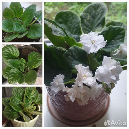 Комнатные цветы фиалки