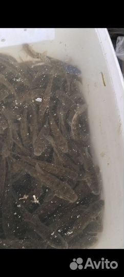 Живец пескарь