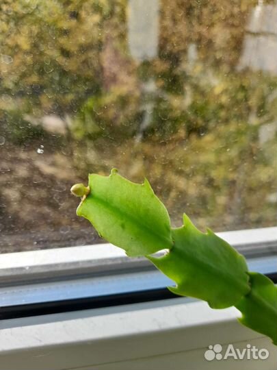 Цветок декабрист