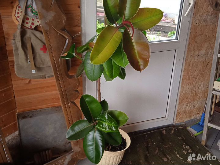 Фикус бенджамина большой