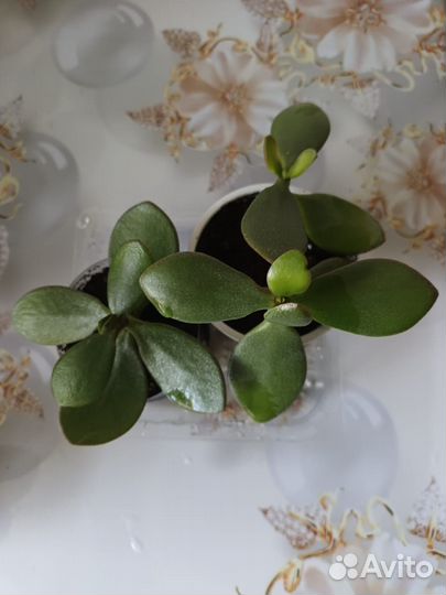 Толстянка-денежное дерево