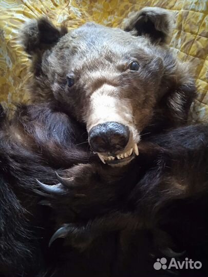 Ростовой костюм из медвежьих шкур