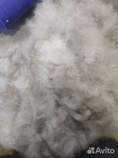 Услуги грумера. Линька. Мытье